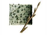 Illustration of Aspen bark & Twig (Populus tremula) (#2394)