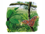Illustration of Atlas Moth (Attacus atlas) (#0338)