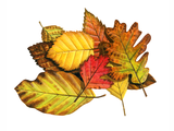 Illustration of Autumn Leaves (#2071)