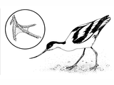 Illustration of Avocet (Recurvirostra avosetta) b&w (#0465)