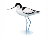 Illustration of Avocet (Recurvirostra avosetta) (#4743)
