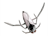 Illustration of Backswimmer (Notonecta glauca) (#2731)