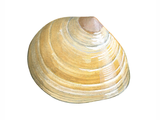 Illustration of Baltic Tellin (Macoma Balthica) (#0789)