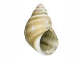 Illustration of Banded Chink Shell (Lacuna vincta) (#1917)