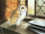 Illustration of Barn Owl (Tyto alba) (#0038)