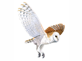 Illustration of Barn Owl (Tyto alba) (#0529)
