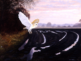 Illustration of Barn Owl (Tyto alba) (#1101)