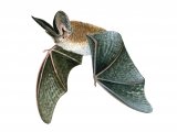 Illustration of Bat (Long-eared) Plecotus auritus (#0238)