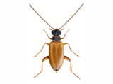 Illustration of Beetle (Euglenes oculatus) (#4722)