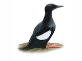 Illustration of Black Guillemot (Cepphus grylle) (#4553)