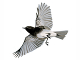 Illustration of Black Phoebe (Sayornis nigricans) (#3762)