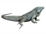 Illustration of Blue Iguana (Cyclura lewisi) (#4516)