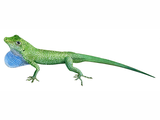 Illustration of Blue Throated Anole male (Anolis conspersus) (#4519)