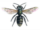 Illustration of Brassy Mining Bee (Lasioglossum morio) (#0400)