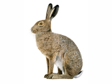 Illustration of Brown Hare (Lepus europaeus) (#1963)