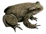 Illustration of Common Toad (Bufo bufo) (#0711)
