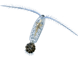 Illustration of Diaptomus Water Flea (#1525)