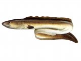 Illustration of Eel (conger) Conger conger (#0136)