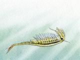 Illustration of Fairy shrimp (Chirocephalus) (#1526)