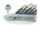 Illustration of Fish Louse (Argulus) (#1527)
