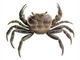 Illustration of Fresh Water Crab (Potamon ibericum) (#4420)