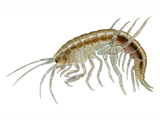 Illustration of Freshwater shrimp (Gammarus pulex) (#2837)