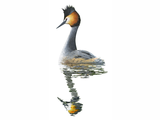 Illustration of Great Crested Grebe (Podiceps cristatus) (#4739)