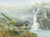 Illustration of Grey Wagtail (Motacilla cinerea) (#3667)