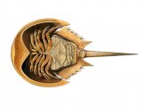 Illustration of Crab (Horseshoe) Limulus polyphemus (#0646)