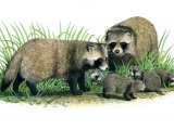Illustration of raccoon dog (Nyctereutes procyonoides) (#0561)