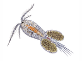 Illustration of Cyclops Water Flea (Megacyclops viridis) (#2123)