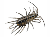 Illustration of Water Louse (Asellus aquaticus) (#2127)