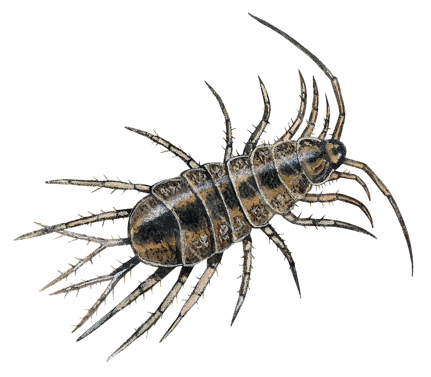 Illustration of Water Louse  (Asellus aquaticus) (#2127)