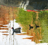 Painting of Moorhens on a Manchester Canal