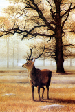 Painting of Red Deer Stag