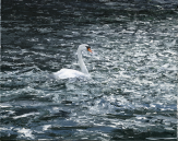 Swan in Turbulent Water 